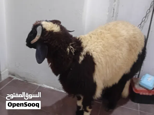 خروف وطني للبيع