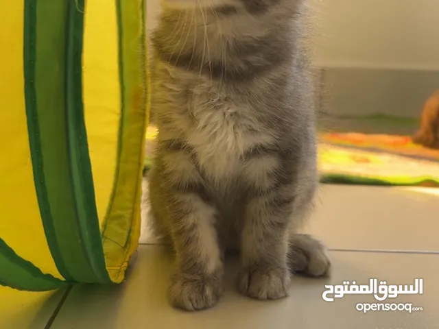 for sale mix himalayan and scottish short hair 3 month old cats