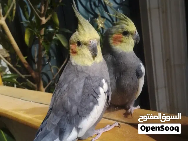 كوكتيل  وبغرد للبيع سعره في الخاص