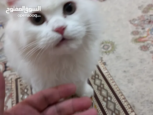 زوج افحل بيضاء جميله لعوبه