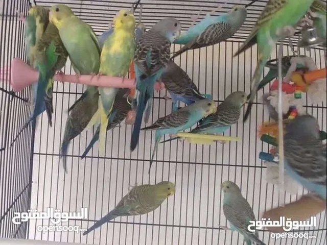 badgie parrots