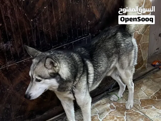كلب هاسكي ذكر العمر سنه وكم شهر