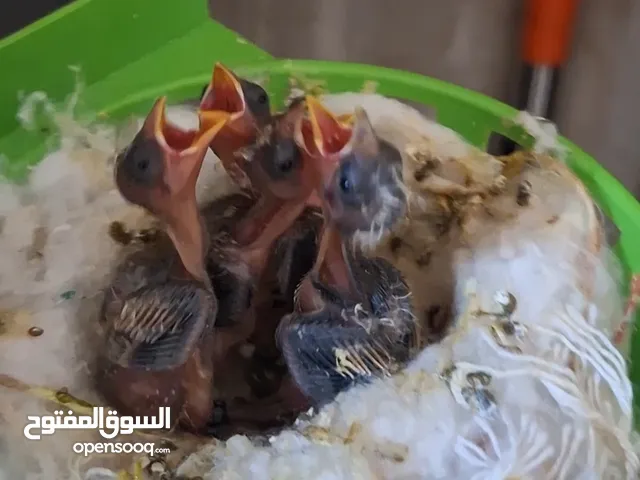 عش حسون زق يدوي 4 فراخ