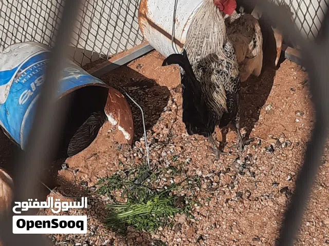 دجاجتين وديك للبيع وبياض وسليمه