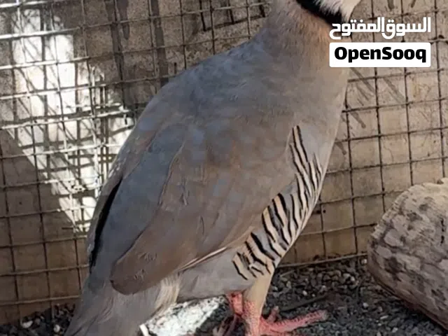بيع ذكر حجل عربي