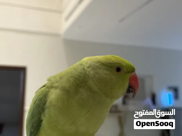 درة هندي اخضر أليف