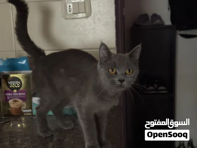 قطة بريطانية bhs