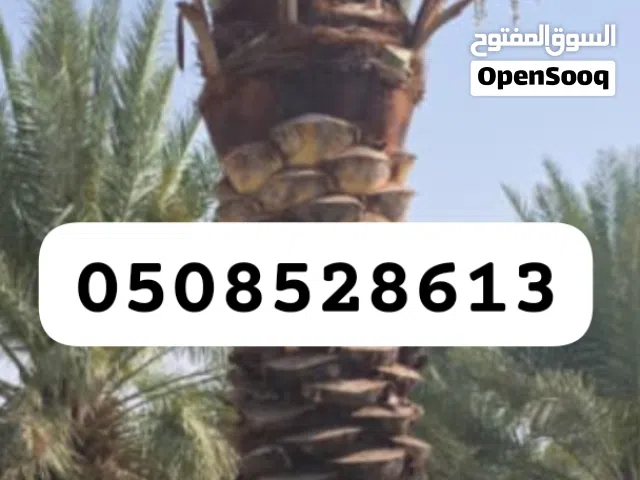 نخيل مثمر للبيع بجميع أنواعه ومقساته