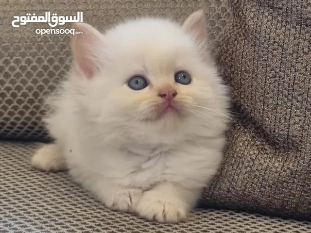 ragdoll kitten
