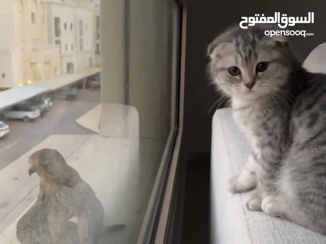 للبيع سكوتش فولد وبرتش العمر 5 شهور