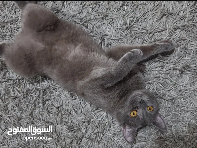 قطه انثى سكوتش ستريت رمادي للبيع / gray Scottish straight female for sale