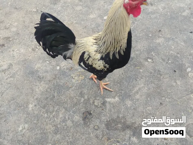 ديج كويتي شوكي