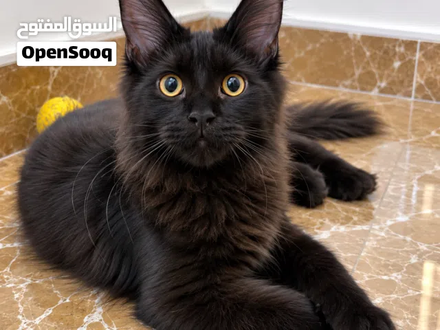 pure main coon kitten ماين كون اصلي