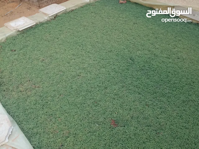 أزولا للبيع في وادي الربيع بمنطقة النعم بسعر مناسب