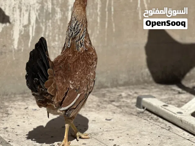 السلام عليكم متاح ديج ودجاجة عرب  العمر 7 اشهر مكان بصرة كرمة علي