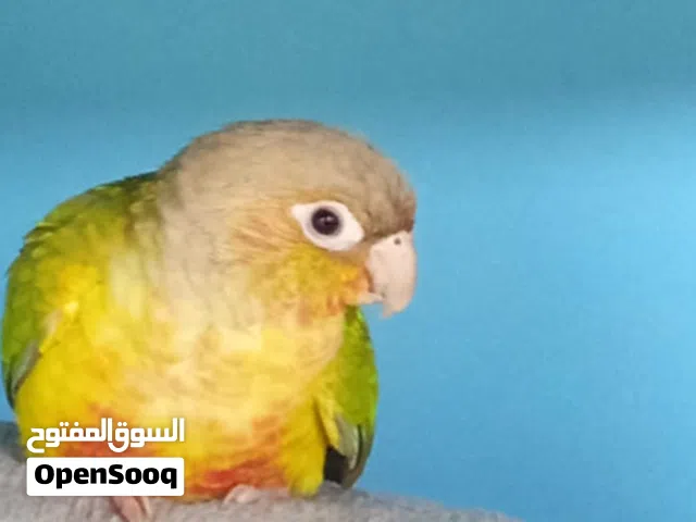 مطلبوب كنيور اليف ذكر