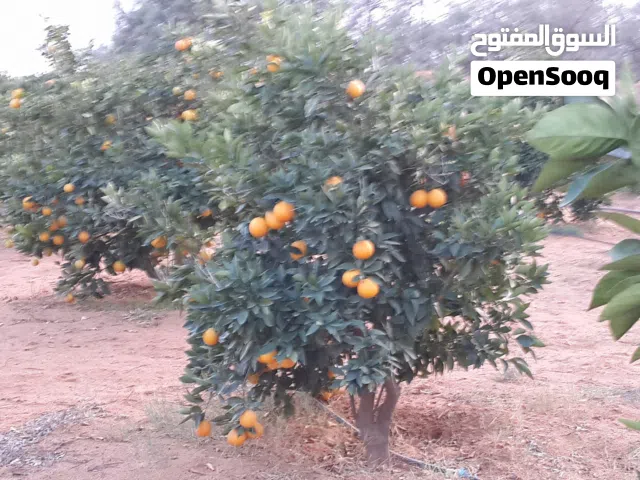 Farm Land for Sale in Beheira Wadi al-Natrun
