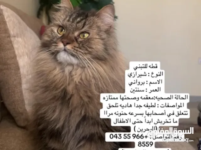 قطة للتبني