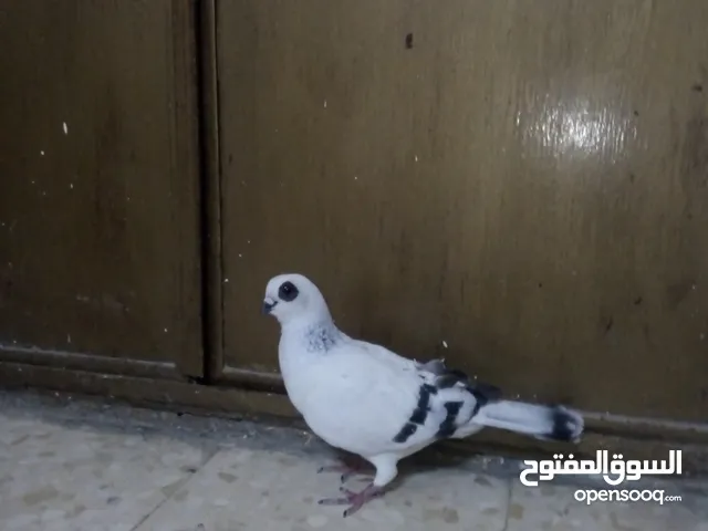 بوزاي بلصلات على النبي شغاله بدك تبخس بليره لا تبعث