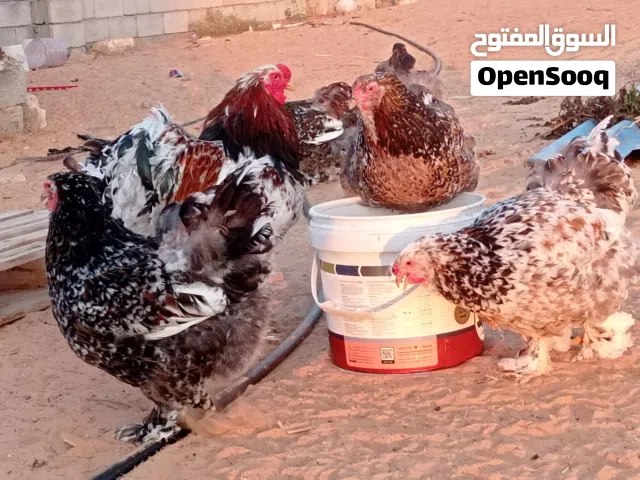 دجاج برهما درجه اولى  منتج