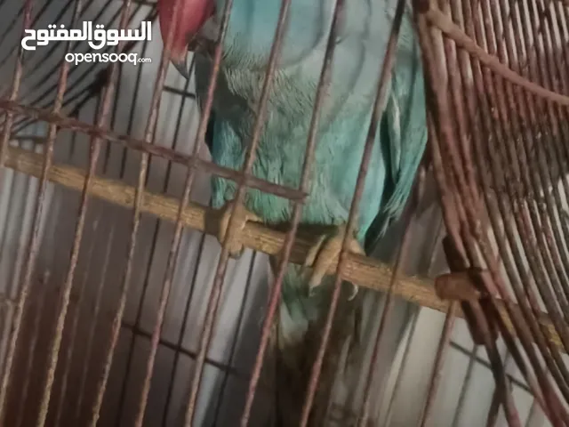 بغبغان شاب للبيع ذكر دره