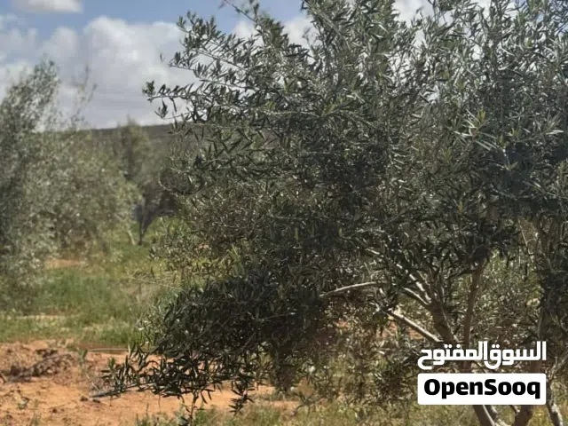 ارض للبيع في الطلحيه