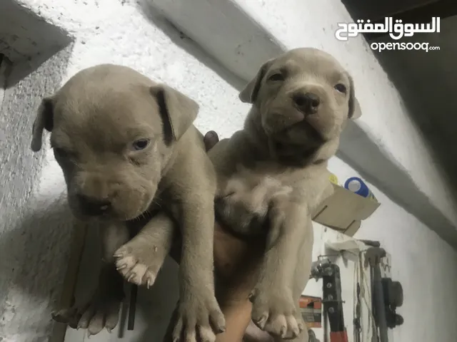 كلاب للبيع في فلسطين