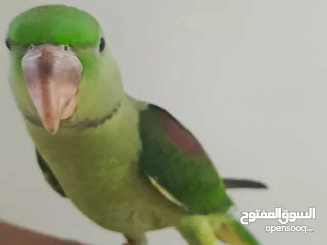 ببغاء نيبالي للبيع