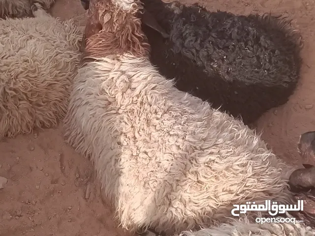أضاحي بلدي خرفان
