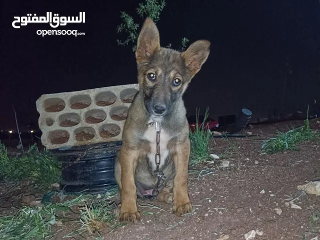 جروات بلجم وذكر هاسكي للبدل