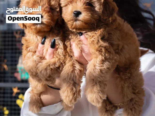 اقل سعر في الاردن ولفتره محدوده توي بودل مميز جدا.... جميع اللقاحات اللازمه وجرعه الدود ومايكروشيب