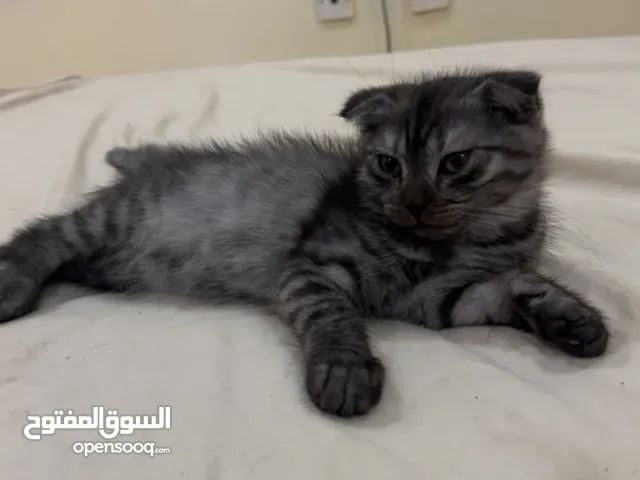 قطط ذكور أعمارهم شهر للبيع