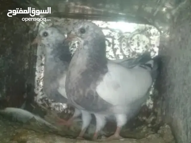 فراح حمام بلدي اكبر حجم صحه تمام تواصل واتس