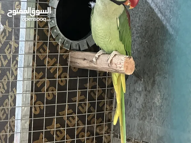 للبيع ذكر نيبالي