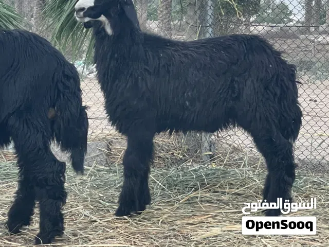 كباشه نجديات
