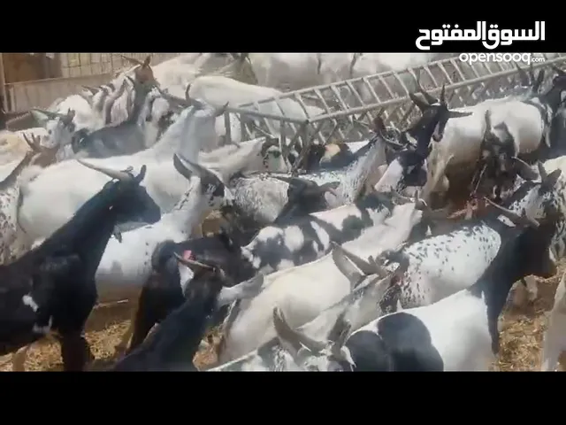 للبيع ذبايح تيوس