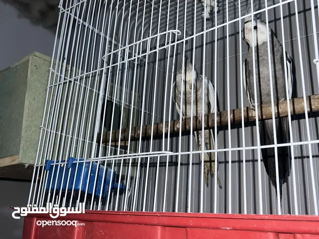 طيور للبيع كوكتيل و كنار