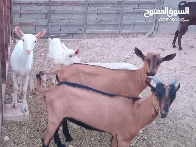 ثلاثه اعنايق فرنساويات جنس حليب ما شاء الله واربع جديان