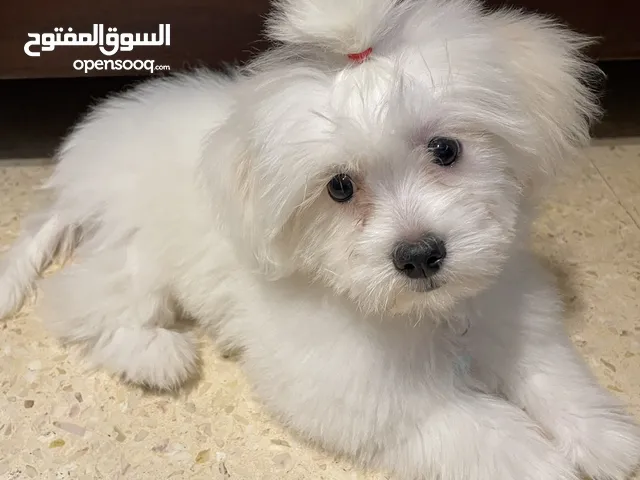 فرينش تيرير صغير عمره 4 شهور