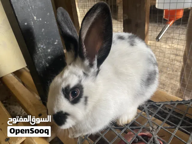 4 ذكور ارانب