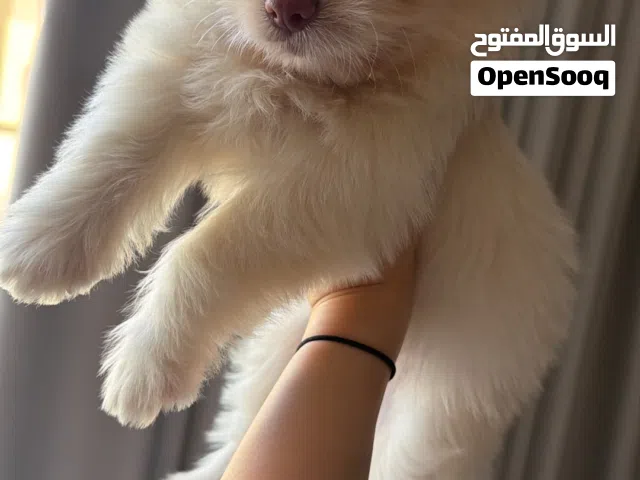 Female Maltipoo, 2 months old انثى مالتيبو عمر شهرين
