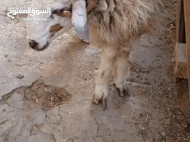 خروف العيد ربي يبارك مكان طرابلس