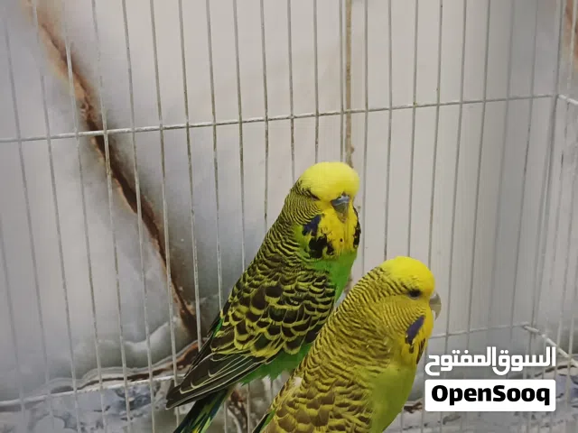 طير حب نكليزي مايات