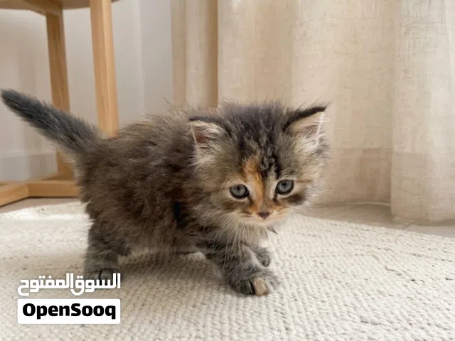 شيرازي عمر 45 يوم انثي