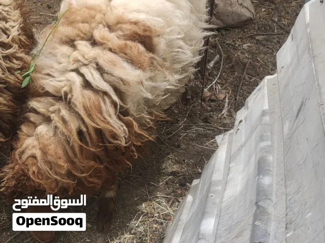 عبور عمر 9 شهور