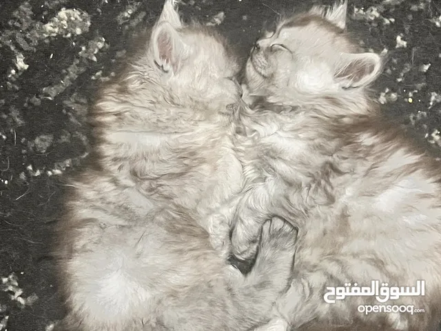 قطط كتن للبيع