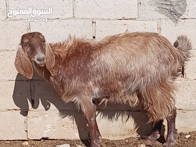 عنزين وحده عشار والثانيه لحم