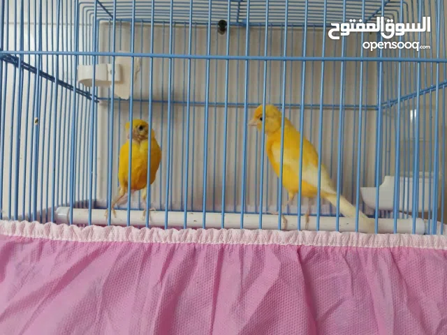 مجموعة كناري سوري ذكور واناث ومغردين و وفي ازواج جاهزه الوان حلوه 35حبه