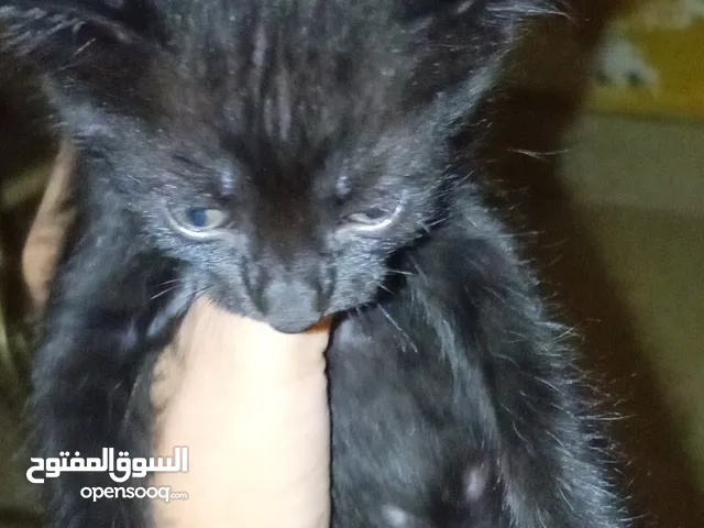 قطط للتبني