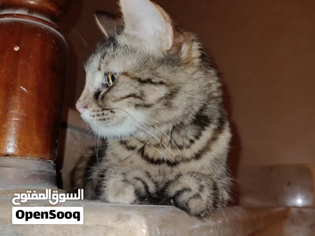 قطط للتبني